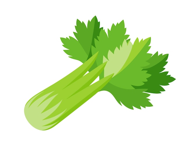 Vecteur illustration vectorielle plate de céleri et de légumes sur fond blanc