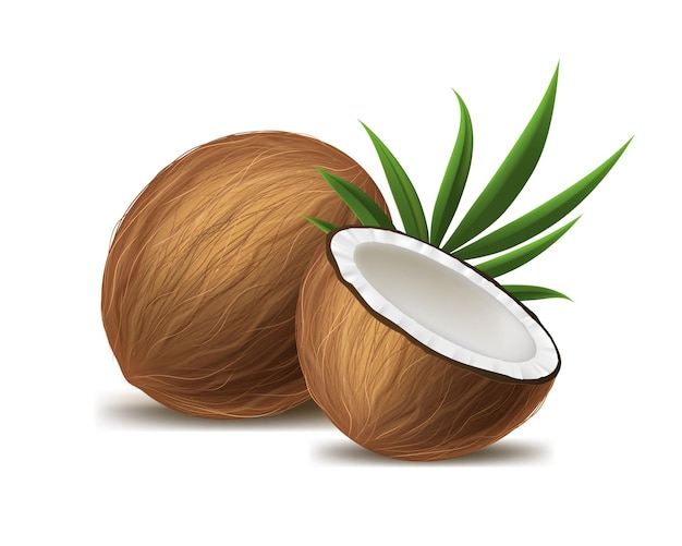 Illustration Vectorielle Réaliste 3d Détaillée De Fruits Tropicaux Frais à La Moitié De Noix De Coco Entière Et à Feuilles Vertes