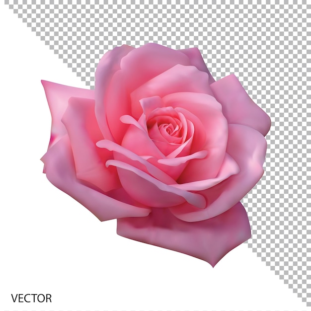 Illustration vectorielle réaliste fleur rose rose isolée avec fond transparent