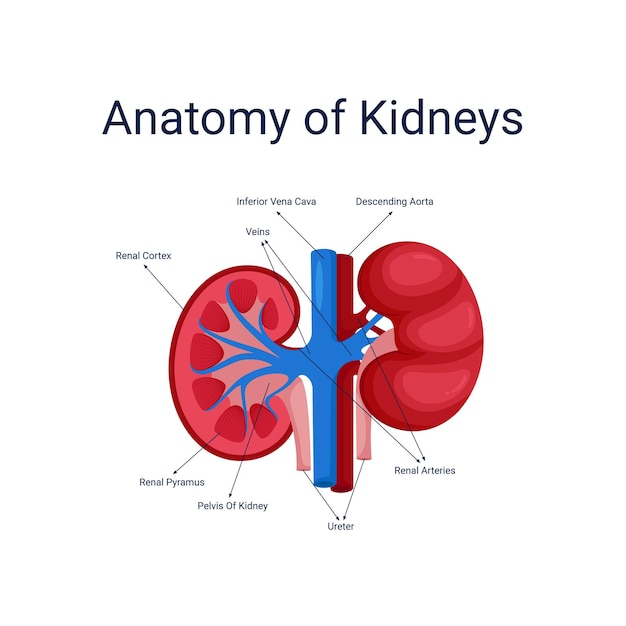 Illustration Vectorielle De Rein Humain Anatomie Diagramme