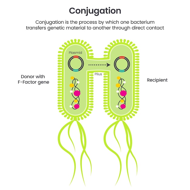 Vecteur illustration vectorielle scientifique de conjugaison de transfert de gène horizontal infographie