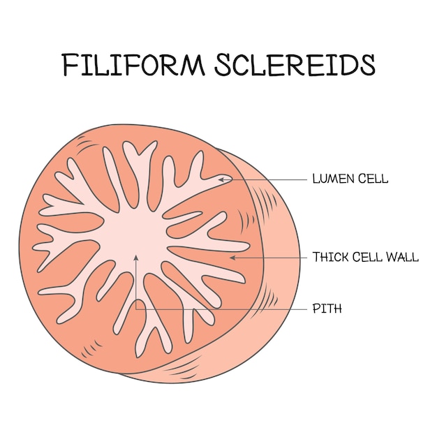 Vecteur illustration vectorielle de scléréides filiformes