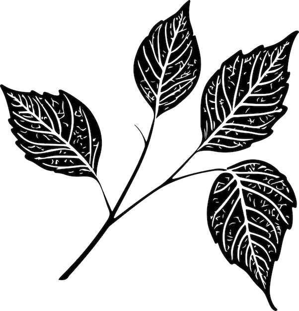 Illustration vectorielle de la silhouette de couleur noire de la feuille de bouleau