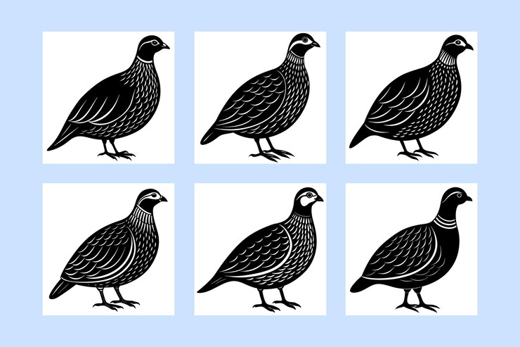 Vecteur illustration vectorielle de la silhouette noire de perdiz