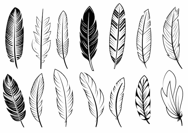 Vecteur illustration vectorielle de style dessiné à la main de black and white feather set