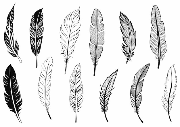 Illustration vectorielle de style dessiné à la main de Black and White Feather Set