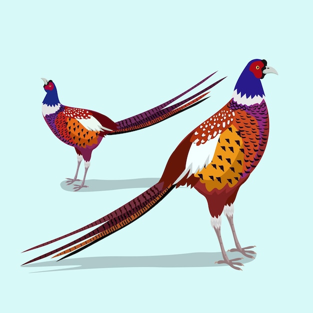 Illustration Vectorielle Stylisée D'oiseau Coloré De Faisan