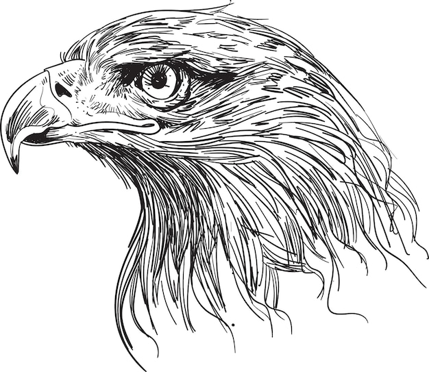 Vecteur illustration vectorielle de la tête d'aigle dessinée à la main