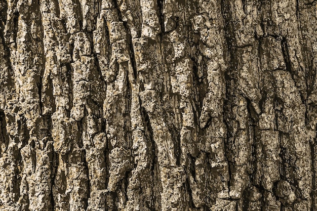 Illustration vectorielle de la texture ou du fond de l'écorce d'Acer tataricum