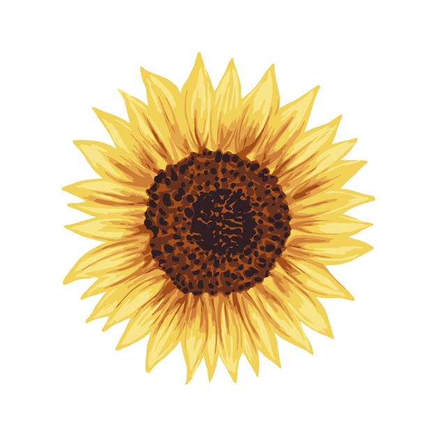 Vecteur illustration vectorielle de tournesol doré heureux fleur jaune dessinée à la main réaliste botanique avec des graines brunes isolé sur blanc