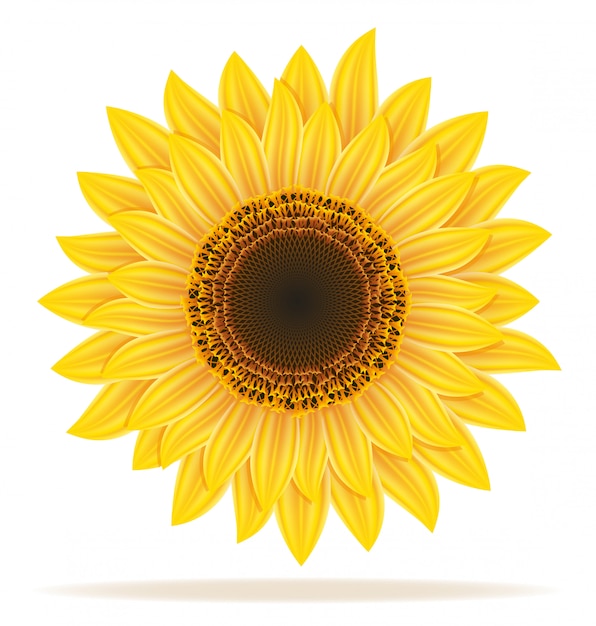 Illustration vectorielle tournesol