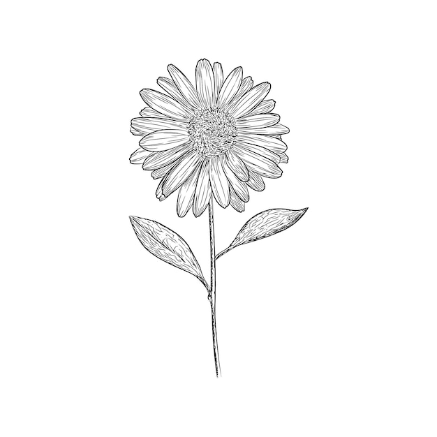 Illustration Vectorielle De Tournesol