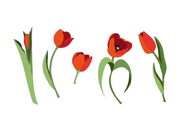 Vecteur illustration vectorielle des tulipes rouges