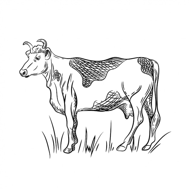 Vecteur illustration vectorielle de vache.