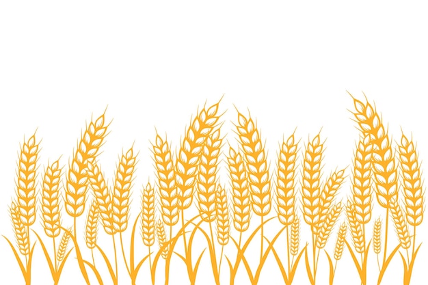 Illustration visuelle vectorielle de champ d'orge de blé ou de seigle