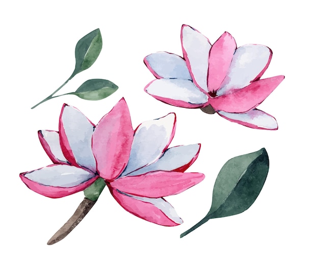 illustrations aquarelle de magnolia fleurs roses et blanches