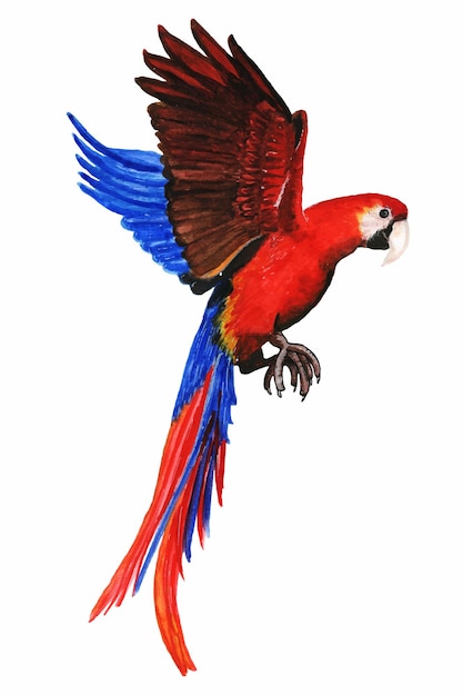Vecteur illustrations à l'aquarelle d'oiseaux tropicauxle perroquet est multicolore