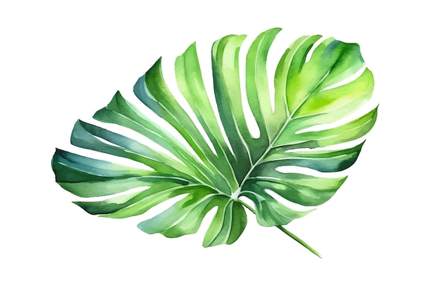 Vecteur illustrations aquarelle palmier tropical feuille verte nature collection décorative botanique illustration vectorielle collection isolée ensemble de feuilles tropicales