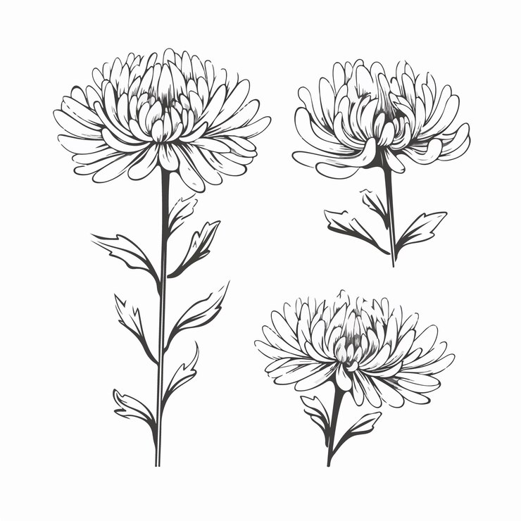 Vecteur illustrations contemporaines de chrysanthèmes dans un style contour ajoutant une touche moderne à n'importe quel design.