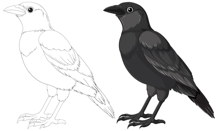 Vecteur illustrations de corbeaux noirs et blancs