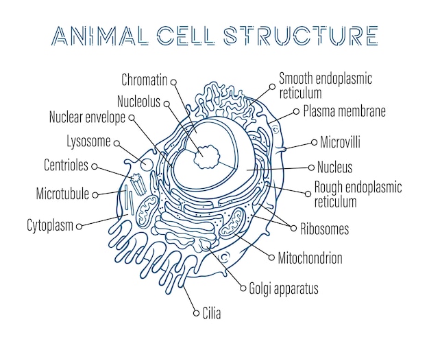 Illustrations De Dessin Vectoriel. Structure Schématique De La Cellule Animale.