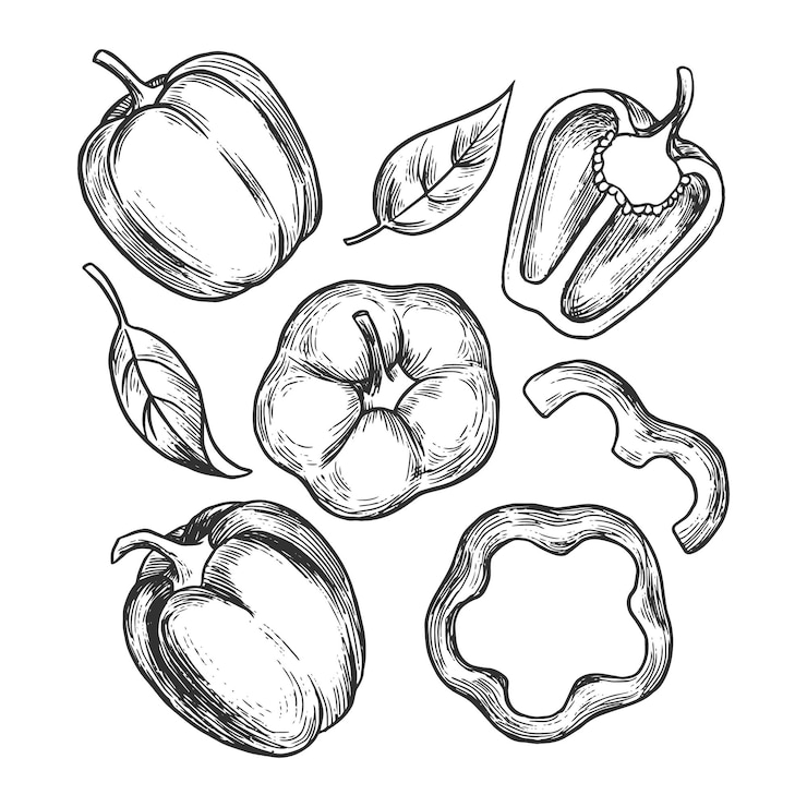 Vecteur illustrations dessinées à la main avec des feuilles de poivre