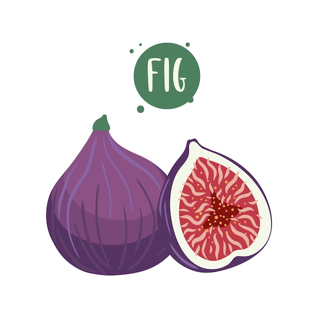 Illustrations dessinées à la main de figues.