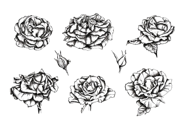 Illustrations dessinées à la main de roses