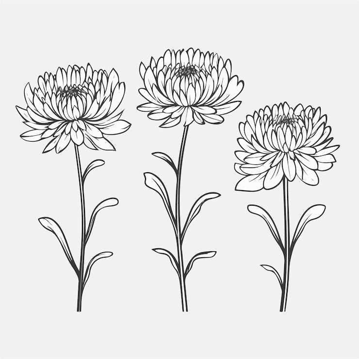 Vecteur illustrations expressives de chrysanthèmes capturant le dynamisme et la grâce de ces fleurs