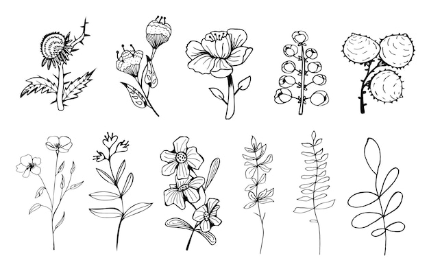 Vecteur illustrations de fleurs d'élégance contour dessinés à la main.