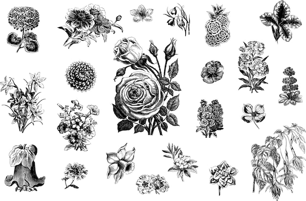 Illustrations de fleurs vintage_2