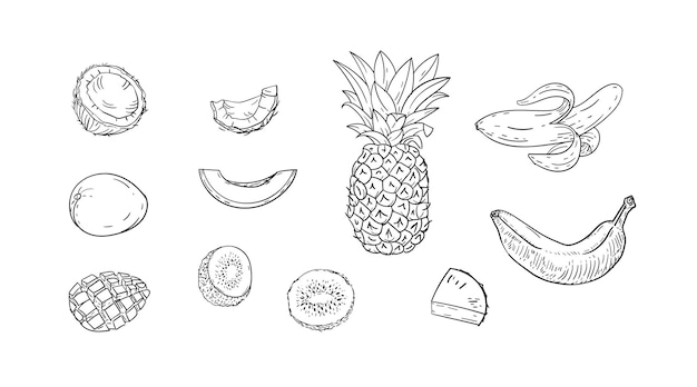 Vecteur illustrations de fruits tropicaux