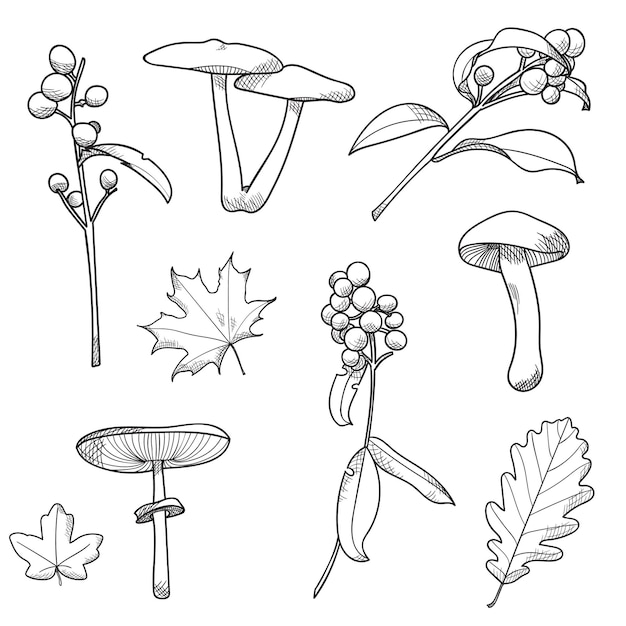 Vecteur illustrations de lignes botaniques dessin vectoriel plantes forestières