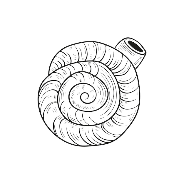 Illustrations de lignes gravées à la main de coquilles de mollusques réalistes de différentes formes