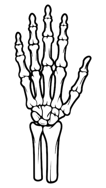 Vecteur illustrations de main d'os squelette