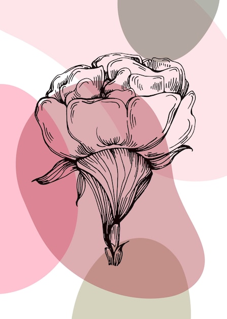 Illustrations peintes à la main de pivoines pour la décoration murale fleur minimaliste dans le style de croquis