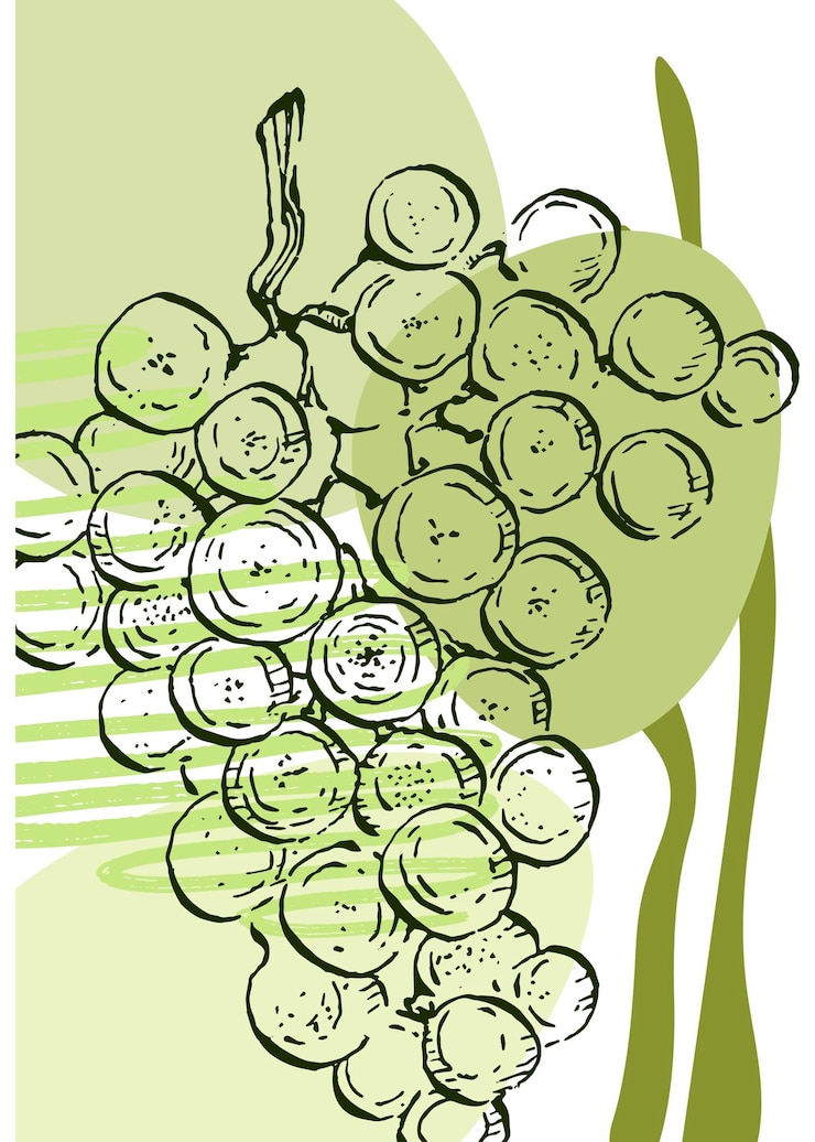 Vecteur illustrations peintes à la main de raisin pour la décoration murale fleur minimaliste dans le style de croquis