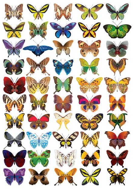 Vecteur des illustrations vectorielles créatives de papillons colorés 8