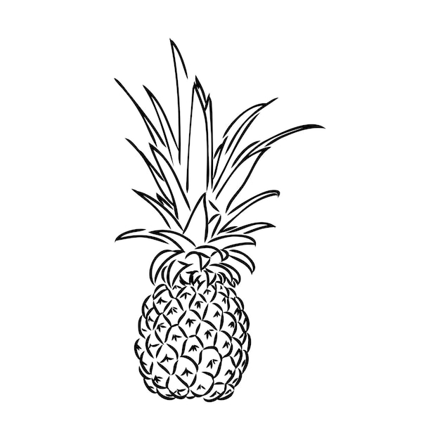 Vecteur image d'ananas fruit vector illustration noir et blanc