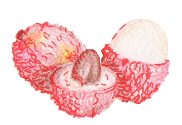 Image colorée d'un litchi entier de fruit exotique et dans l'article