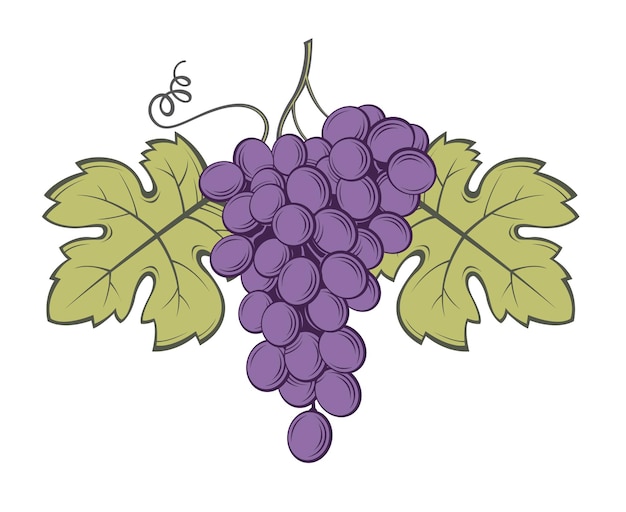 image de grappes de raisin