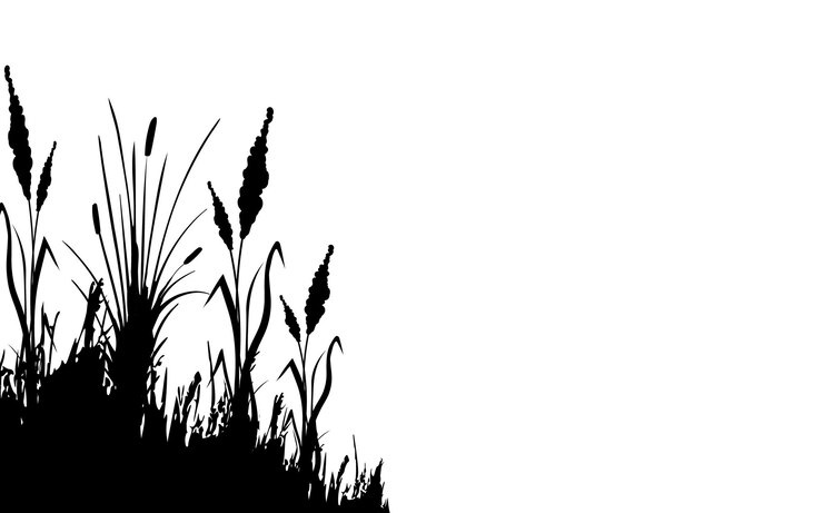 Vecteur image d'une herbe de roseau ou d'un bouleau monochrome sur un fond blanc dessin vectoriel isolé