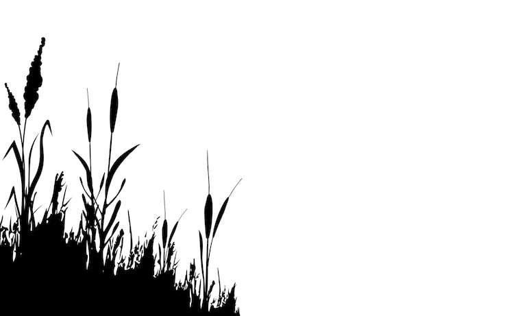 Vecteur image d'une herbe de roseau ou d'un bouleau monochrome sur un fond blanc dessin vectoriel isolé