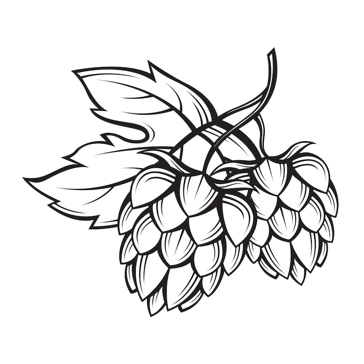 Vecteur image de houblon