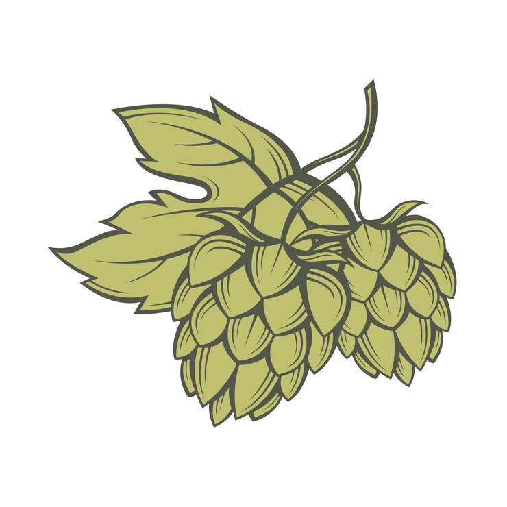 Vecteur image de houblon