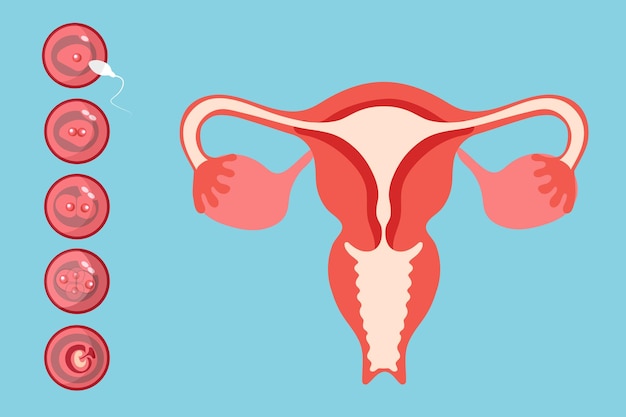 Image médicale comment le sperme va au système reproducteur féminin en illustration vectorielle