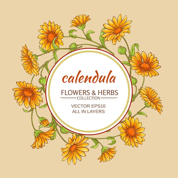 Image de vecteur de calendula