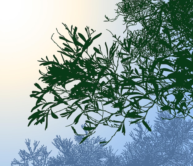 Image vectorielle de branches de silhouette d'arbre à feuilles caduques dans la forêt du matin