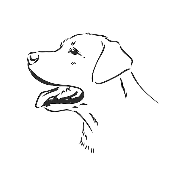 Image Vectorielle D'un Chien Labrador Sur Fond Blanc. Labrador, Croquis De Vecteur Sur Fond Blanc