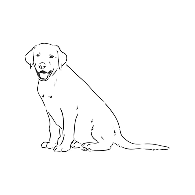 Image vectorielle d'un chien labrador sur fond blanc. Labrador, croquis de vecteur sur fond blanc